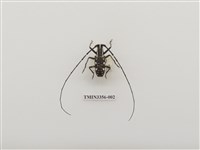 藏品(蘭嶼黃星天牛)的圖片